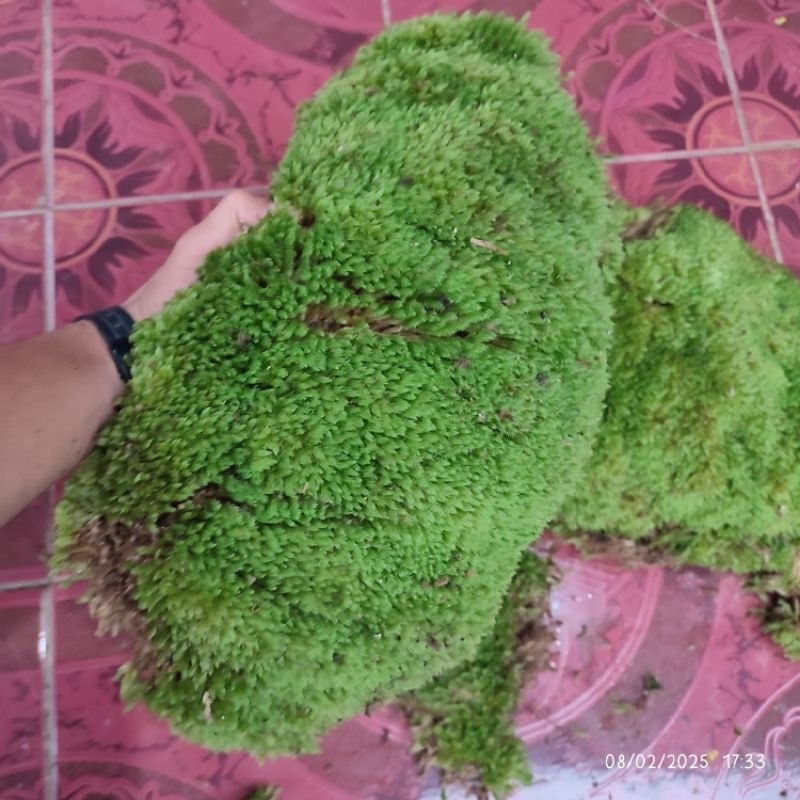 Media Tanam lumut hidup / Spaghnum moss / lumut pinus / moss 1kg