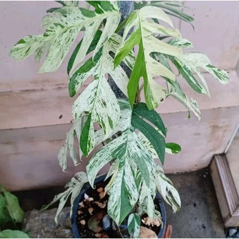 Tanaman Hias Epip Varigata Marble/Epipremnun Marble (Bibit Epip Marble)