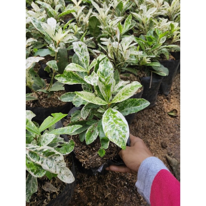 promo COD tanaman hias Asoka varigata bunga putih - bibit Asoka varigata - bunga Asoka - bibit Asoka