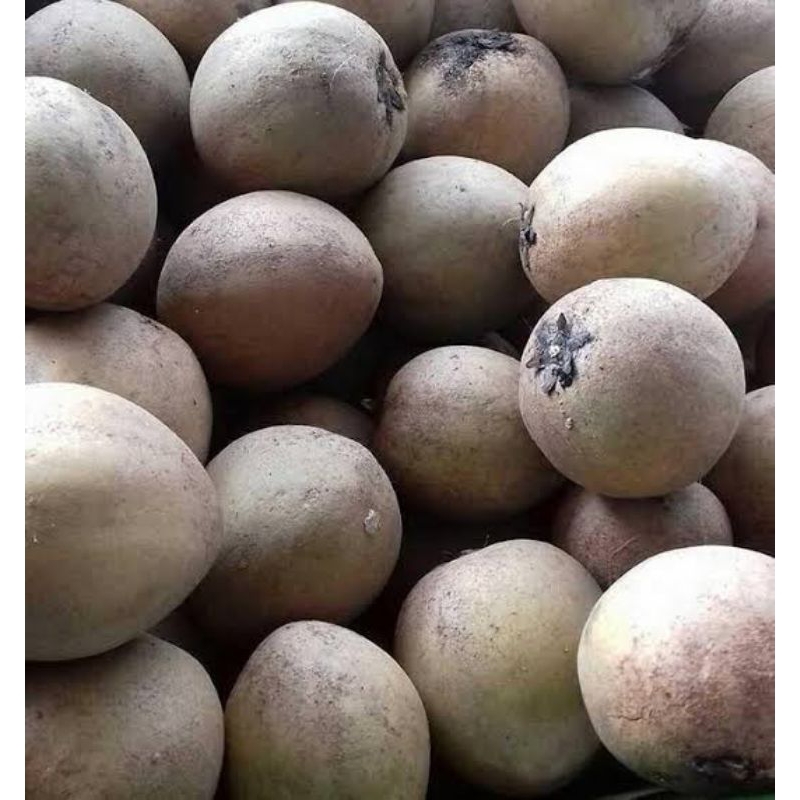 

Sawo manis madu 1kg