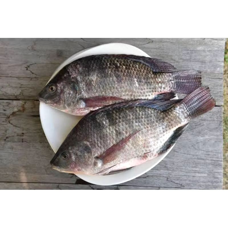 

Ikan Segar Surabaya/ Ikan Nila Fresh/ Ikan Nila Surabaya/ Ikan Nila siap Goreng