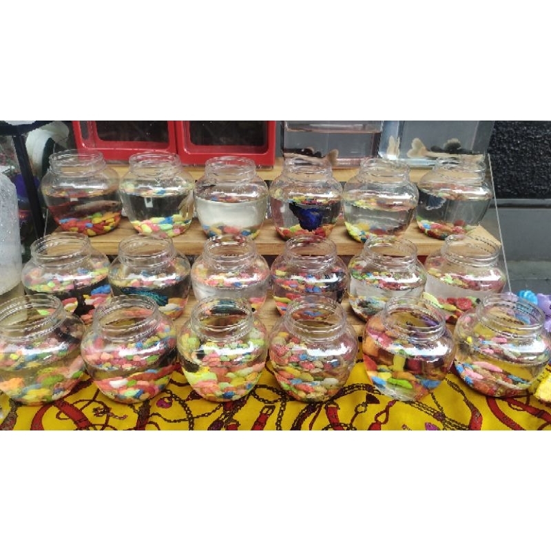 aneka ikan hias cupang, RTC, Sili batik, koi dan pakan