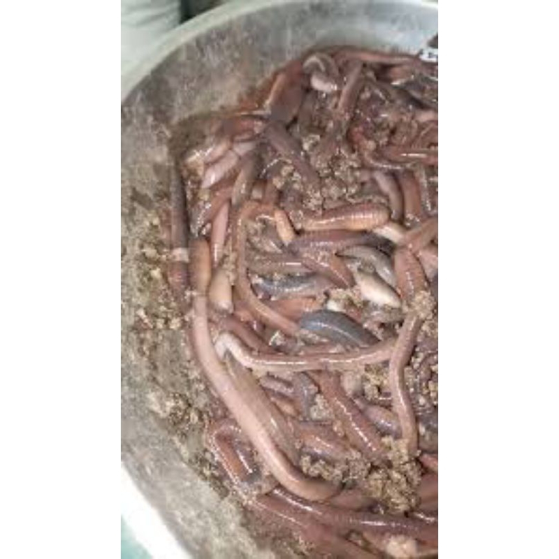 cacing kalung kebo pres