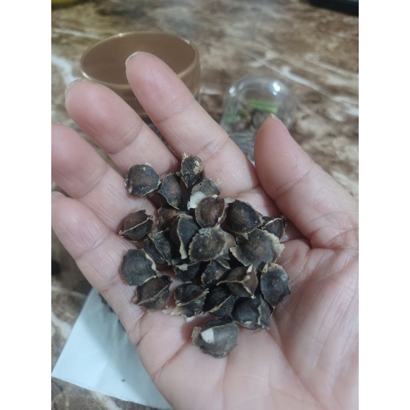 

[buah kelor kering]botol isi 100butir