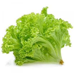

Sayur Selada Keriting Selada Lalapan Fresh Segar