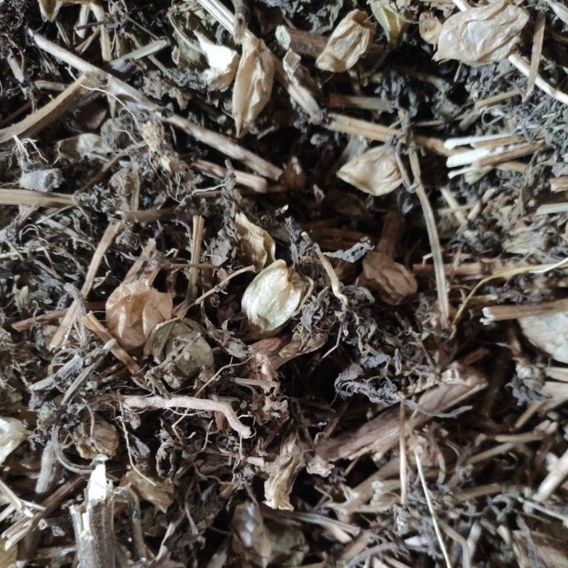 

ciplukan cecendet kering herbal alami 500 gram