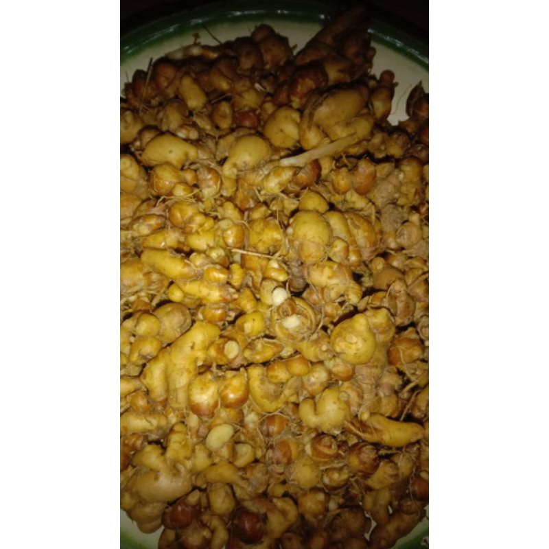 

kencur 500gr / 1kg kencur segar