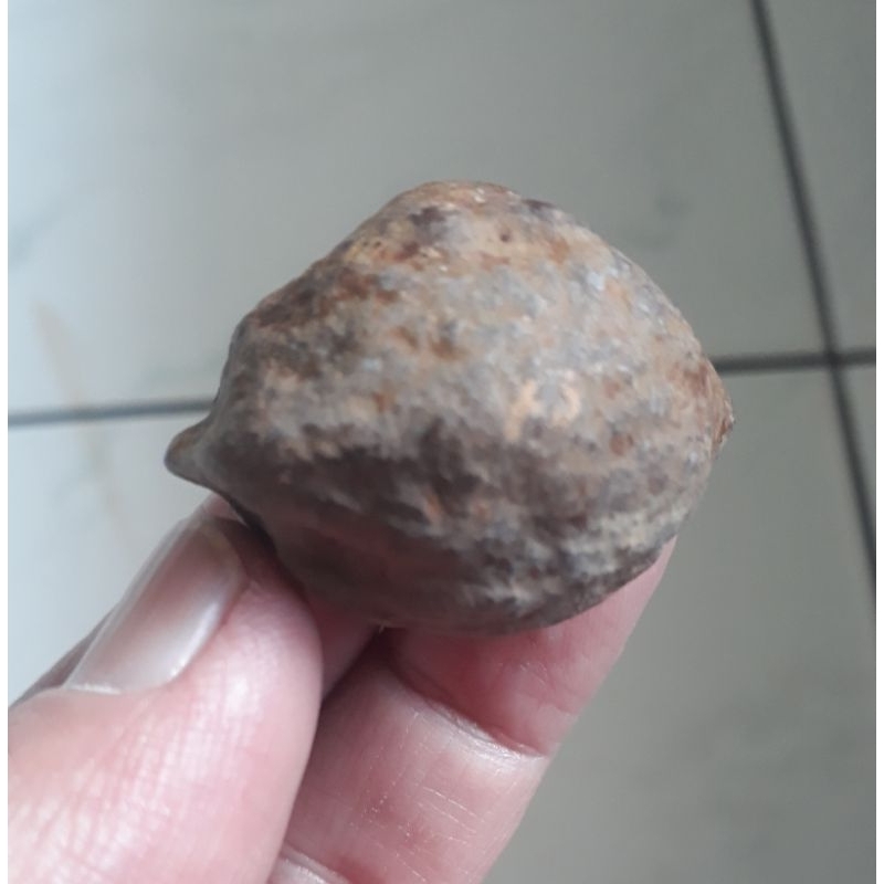 Kemiri Adu Muncang Adu Mayit Jawa Ori Tua Jatuhan