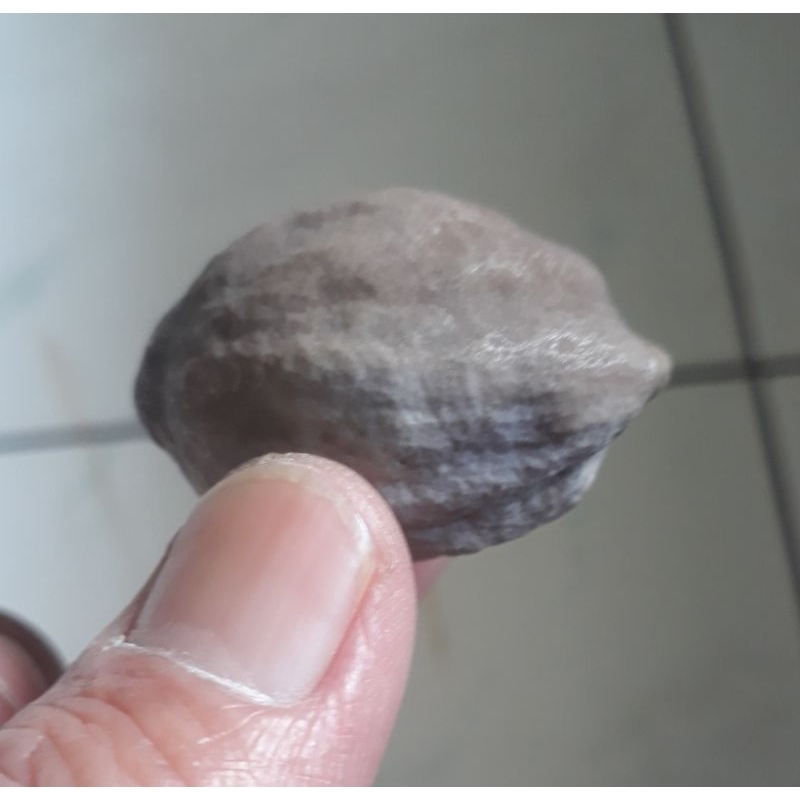 Muncang Adu Wadas Induk Ori Full Tua