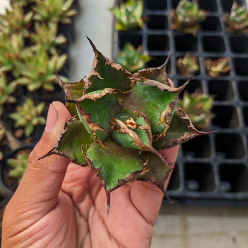 Agave titanotaFO76 – Sukulen Tanaman Hidup Akar Sehat Siap Tanam