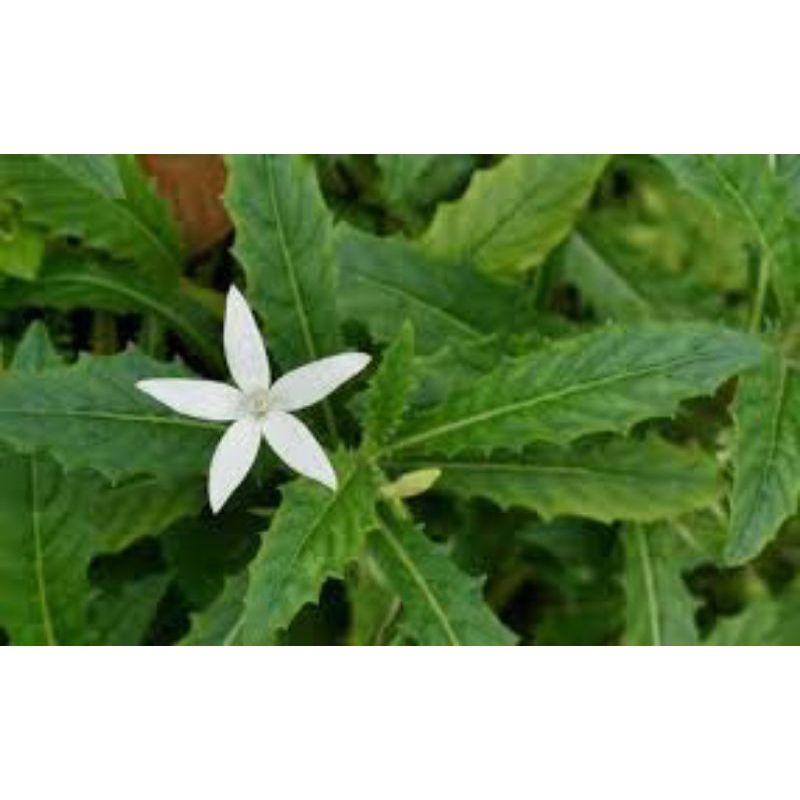 

terlaris jual daun kitolod segar 1kg