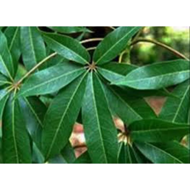 

daun randu segar asli 500grm