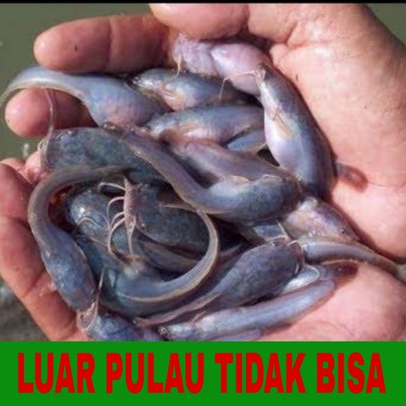 bibit lele Mutiara isi 105 bergaransi