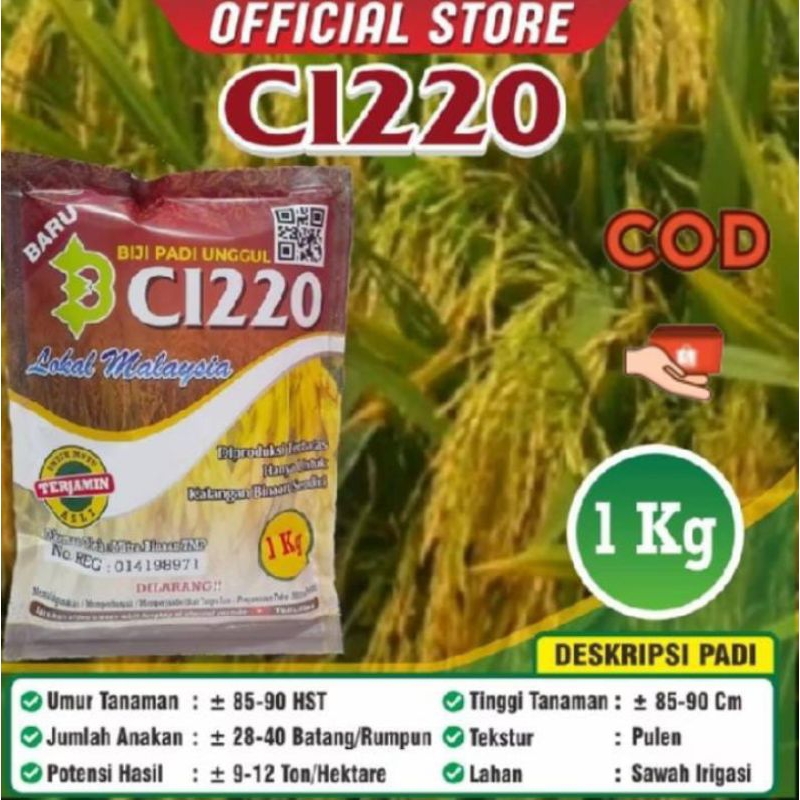 BIJI PADI UNGGUL CL 220 / CL 220 padi CL / bisa cod bayar di tempat/gratis ongkir/KEMASAN 1KG