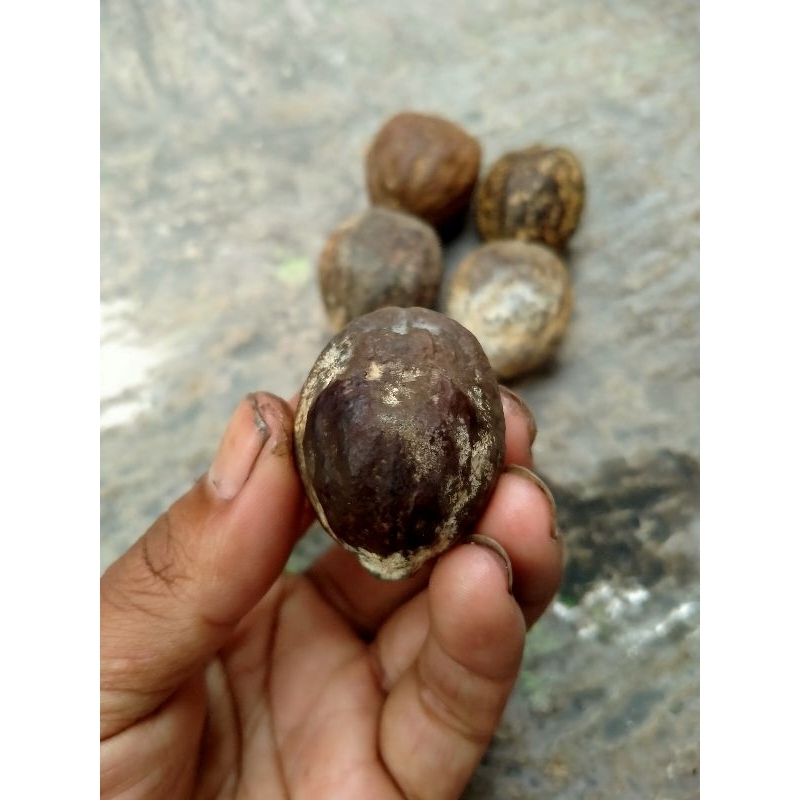 MUNCANG Jayanti 4g anak 100% ori