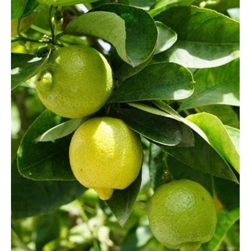 Lemon California / bibit pohon lemon California