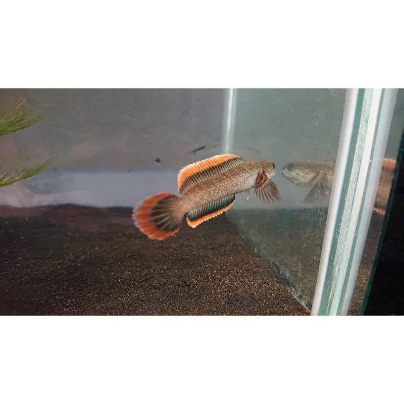 Limbata Red yellow blue rim sz 10-15 cm mental ajib