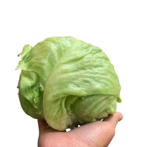 

INSTAN - LETTUCE HEAD 1KG