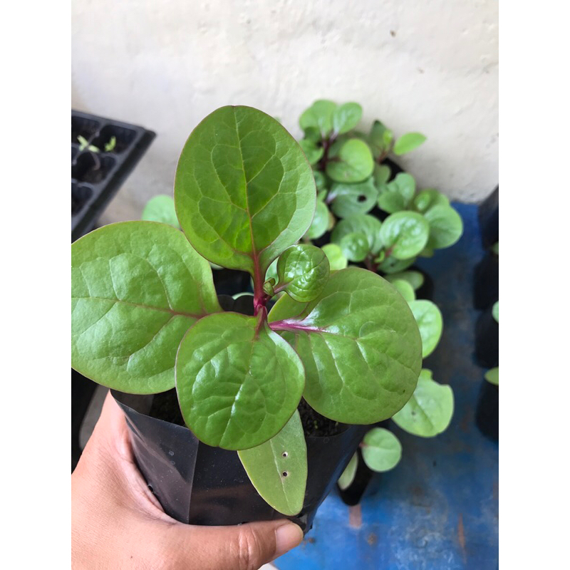 bibit angkung gendola binahong merah bayam malabar isi 2 buah