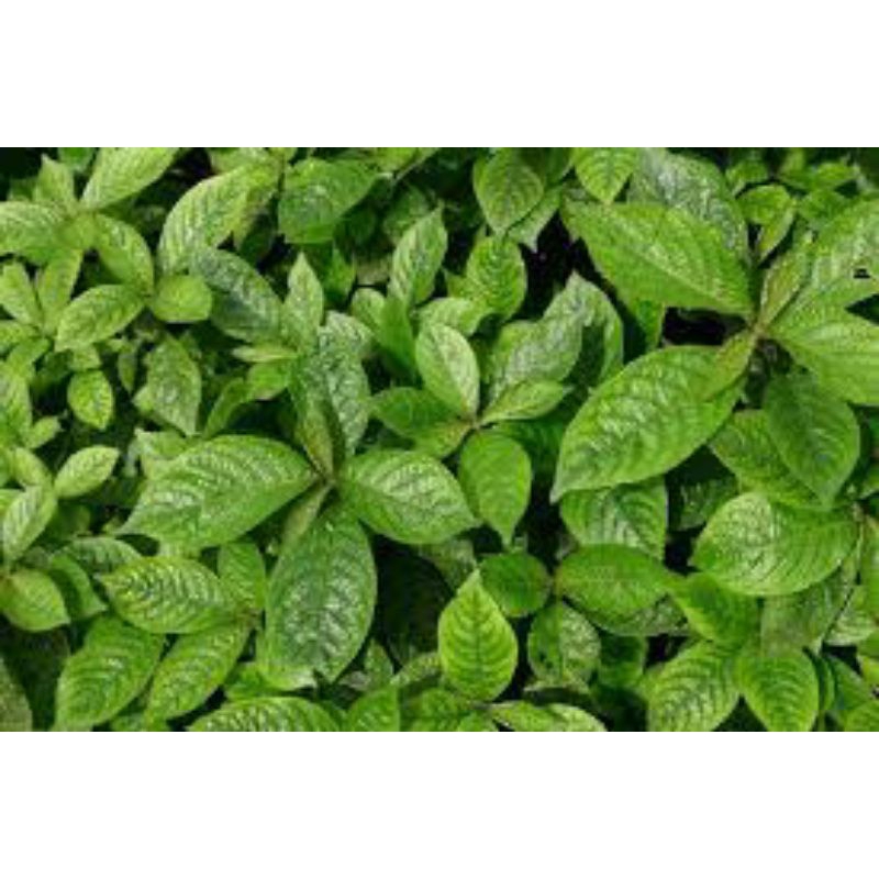 

daun kibeling segar asli untuk kencing manis dan bernanah 500grm