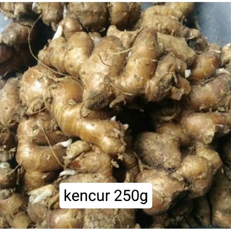 

kencur tua/kencur Fress berat 250g