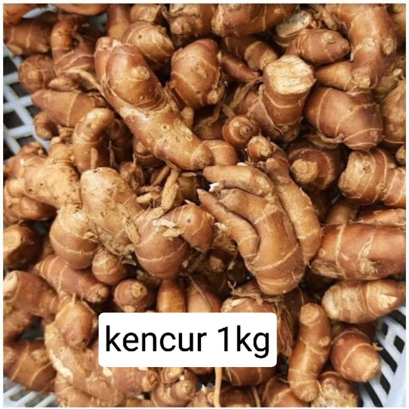 

Kencur tua 1kg asli Boyolali/bumbu dapur/cingur