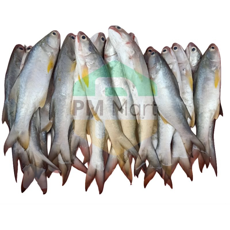 

Ikan Laosan / Senangin Segar 500 Gram