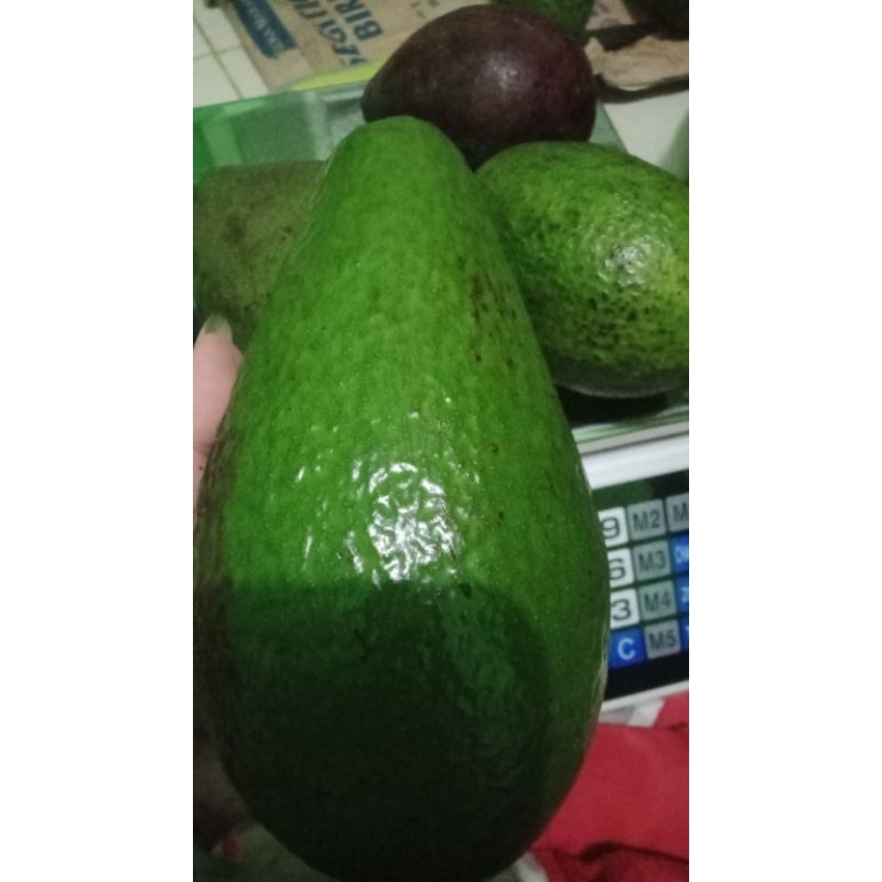 

alpukat Boyolali isi 4,5