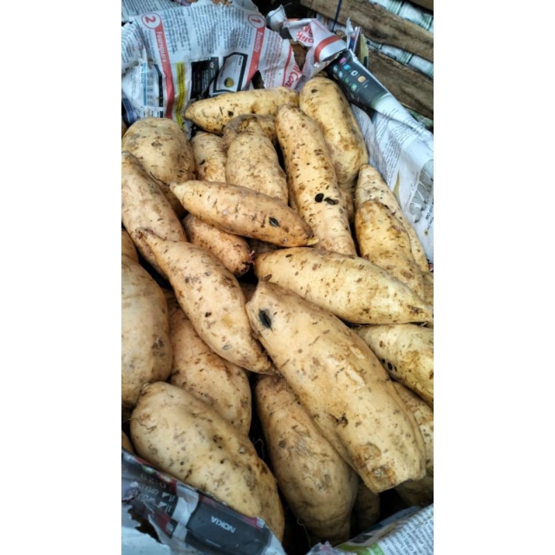 

Ubi Madu Cilembu Mentah 1kg