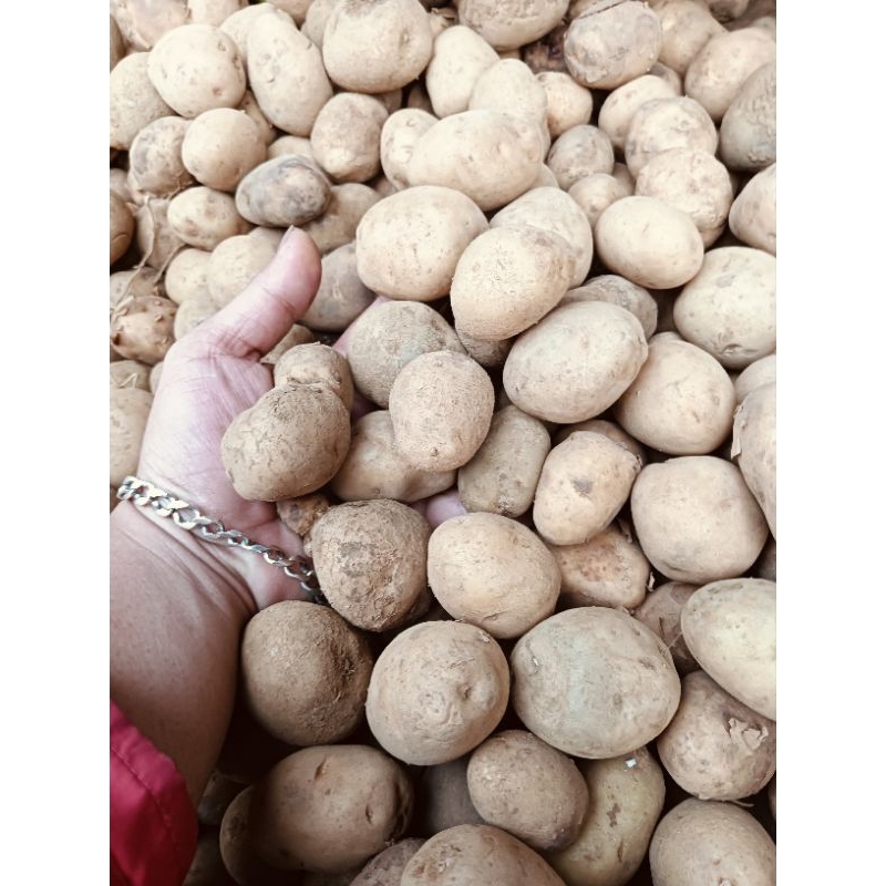 

(COD) Kentang PL bandung (kecil)