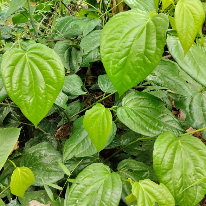 

Daun Sirih Hijau Segar Pembersih Kewanitaan dan Obat Herbal Tradisional isi 25 Lembar