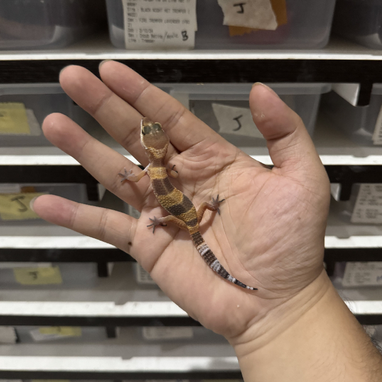 SHTCT (BAKAT FULL CT) HET TREMPER BETINA CBA395 Mainan Anak Lucu Jinak Gecko Geko Leopard Gecko