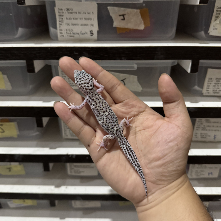MS BN LINE HET RAPTOR CBA258 BETINA Mainan Anak Lucu Jinak Gecko Geko Leopard Gecko