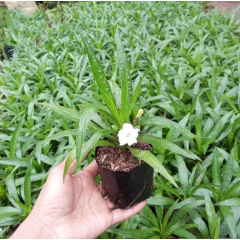Tanaman Hias Ruelia Mini Bunga Putih - Rolia mini - Bunga Rollia Mini - Rawelia Mini