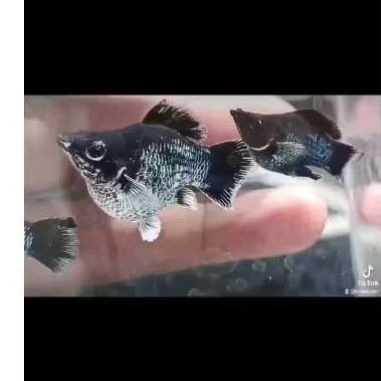 ikan molly balon blue electric roundtail