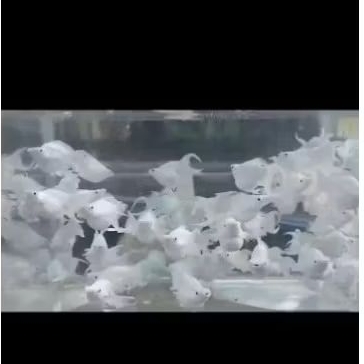 ikan molly balon platinum cawang