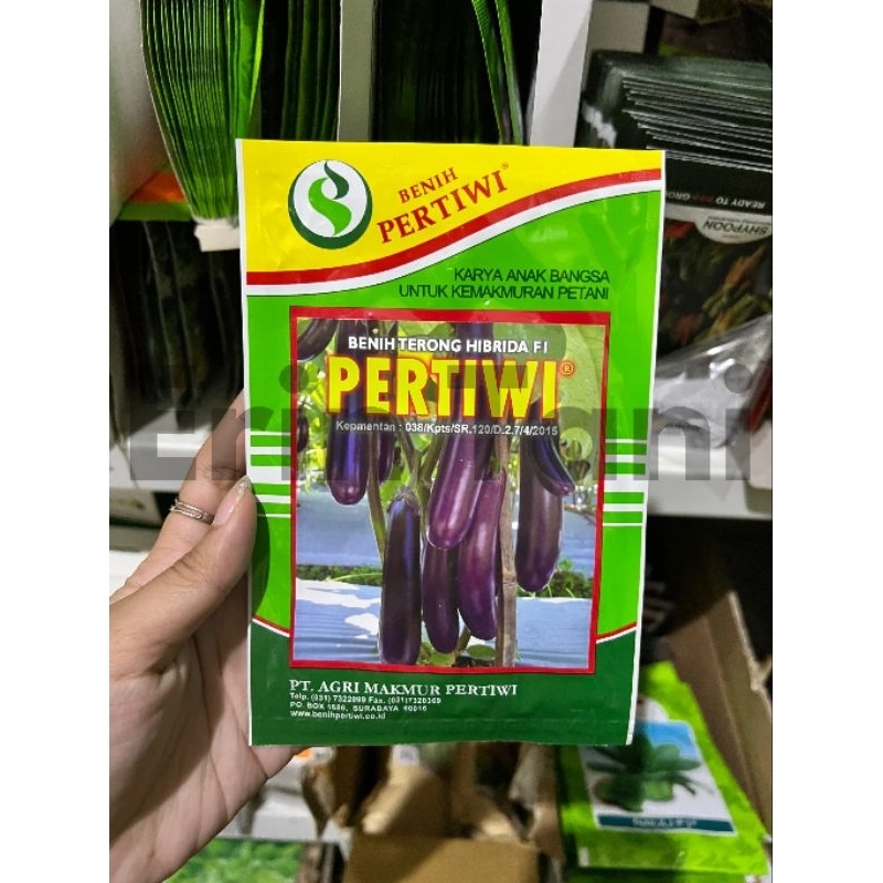 Benih bibit terong ungu hibrida PERTIWI F1 terung terong panjang 5 gram