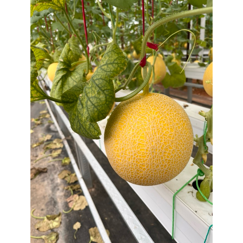 

Buah Melon Inthanon/ melon premium inthanon