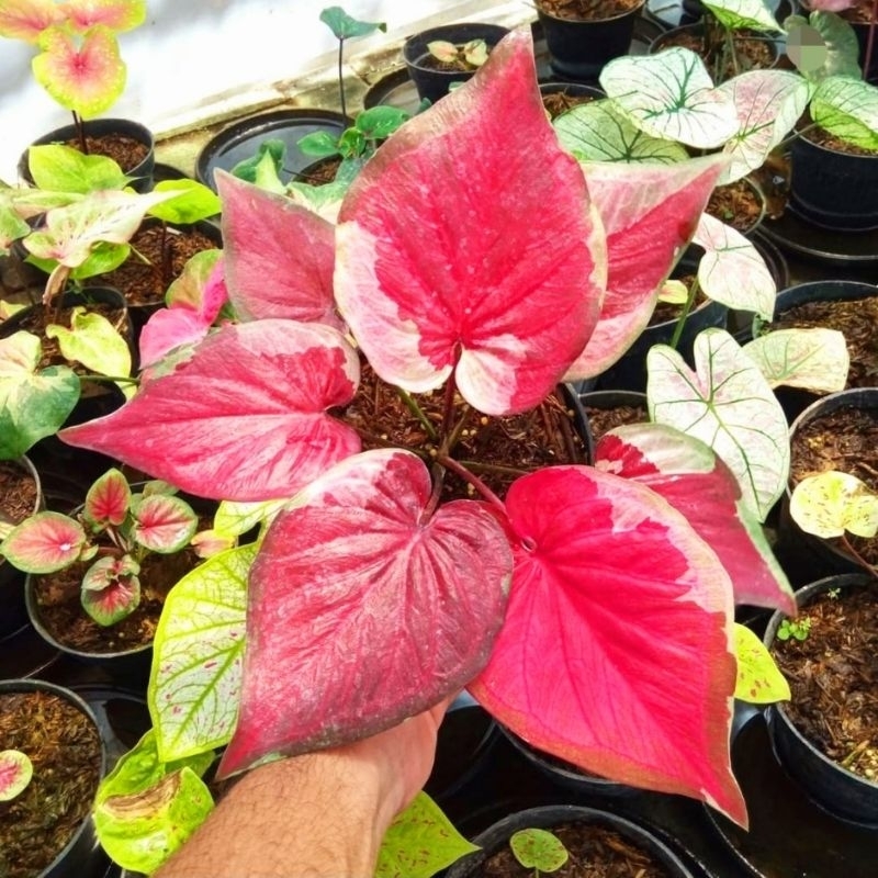(Bisa COD)tanaman hias keladi dwi warna dewasa - caladium dwi warna paling murah - keladi dwi warna 