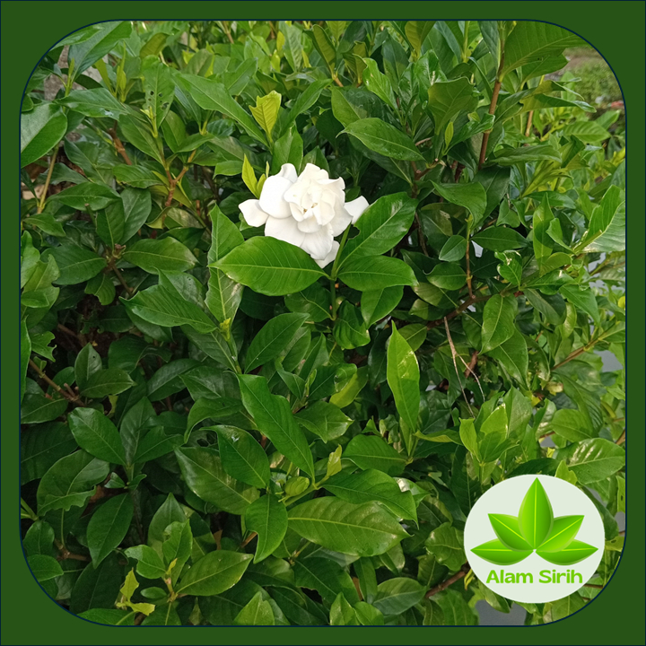 

Daun Herbal Kacapiring Wangi Fresh (Gardenia augusta Merr) || daun segar obat diabetes