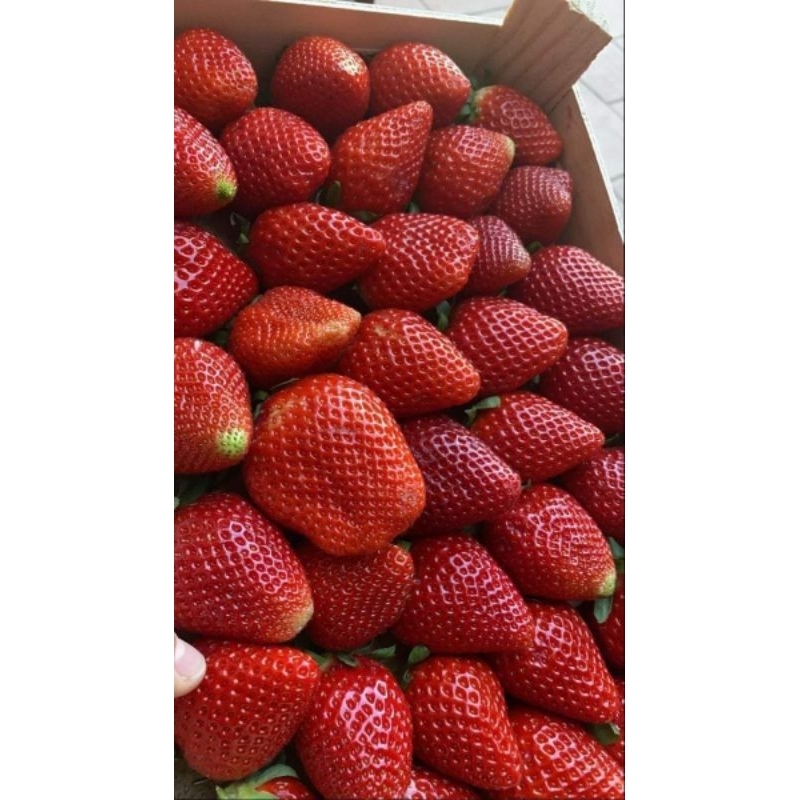 

buah strawberry