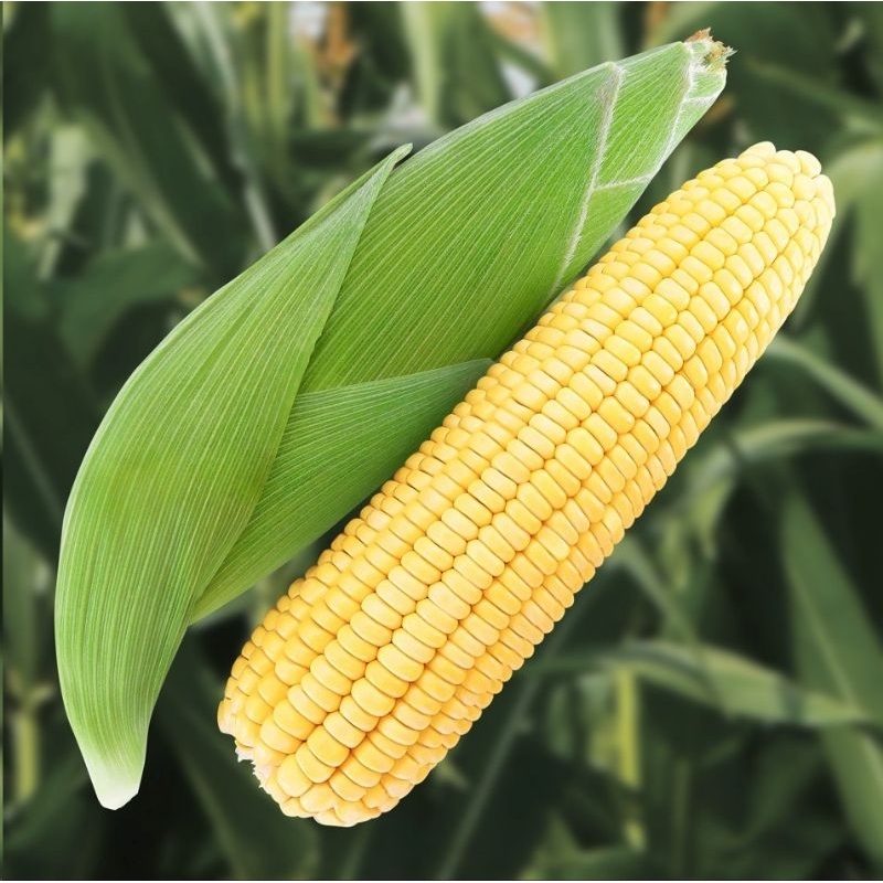 

Jagung manis isi 2