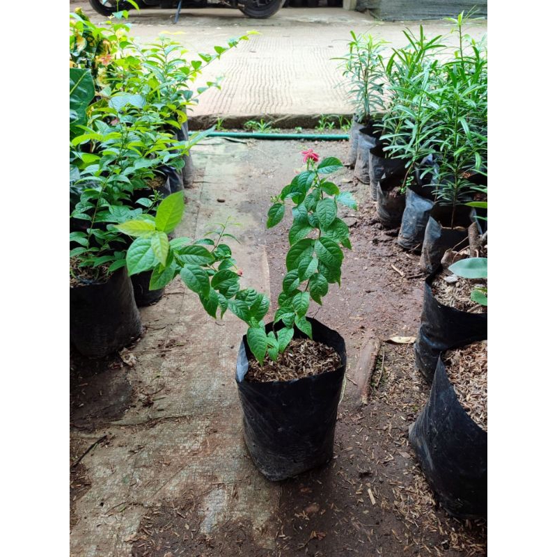 Tanaman Hias Melati Belanda Wangi - Bunga Melati Belanda - Pohon Melati Belanda