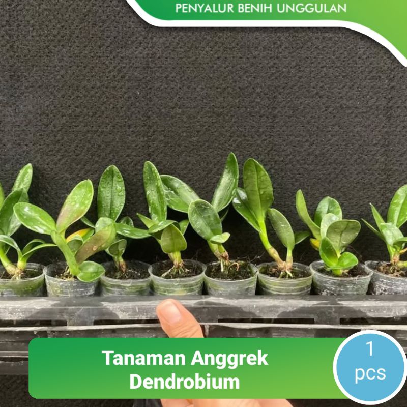 ANGGREK DENDROBIUM SPIKE/KNOP - ANGGREK DENDROBIUM SEEDLLING