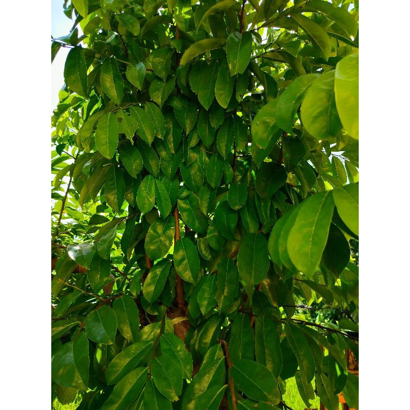 

Daun Sirsak Segar Organik di Petik Saat di Pesan Perlembar