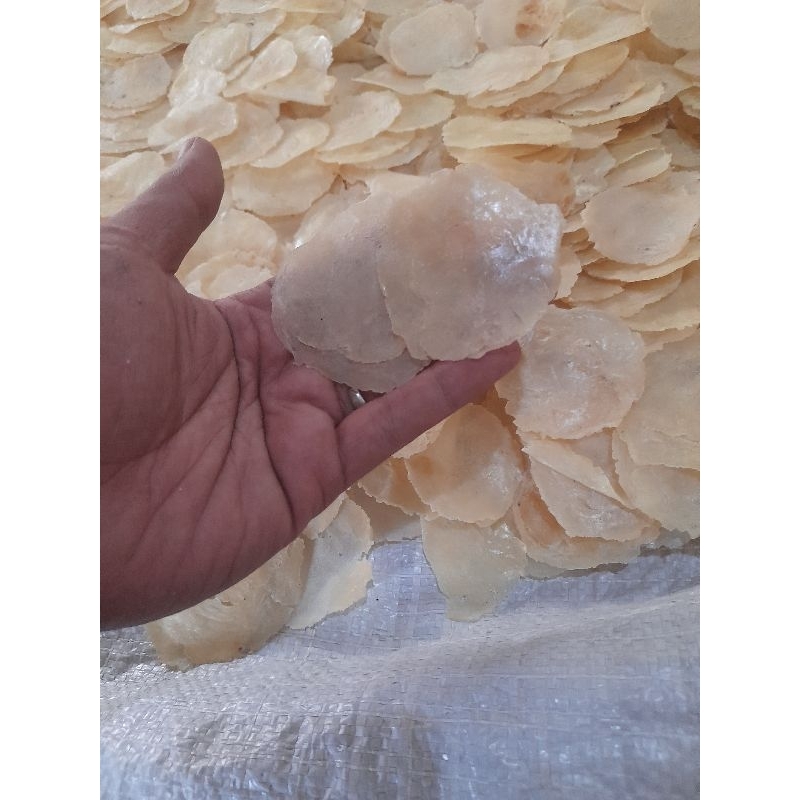 

EMPING MELINJO KEBUMEN UK SEDANG (BIJI 2-3) KEMASAN 250GRAM