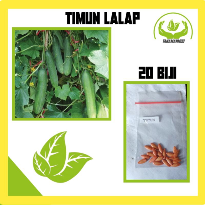 20 Biji - Bibit Bibit Sayuran Timun Lalap Unggul F1