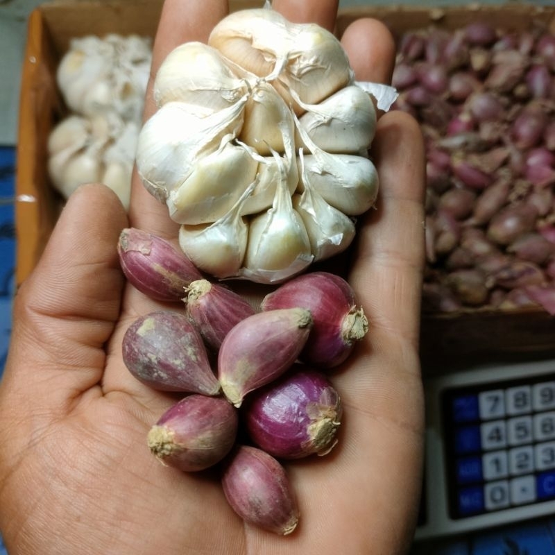 

Bawang Merah KECIL mix BAWANG Putih KUTTING 1KG