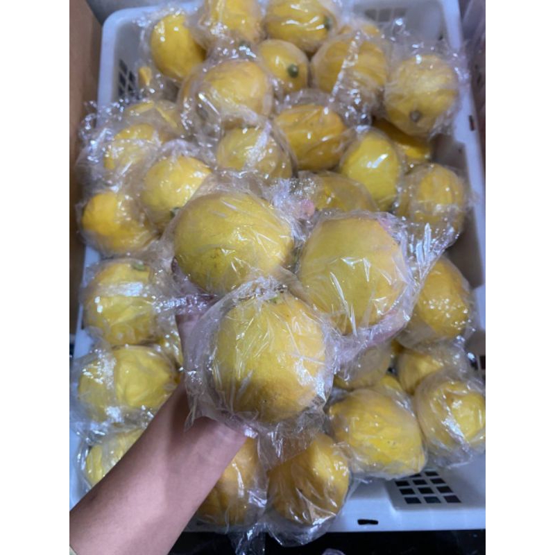 

Lemon Polos Lokal 3biji