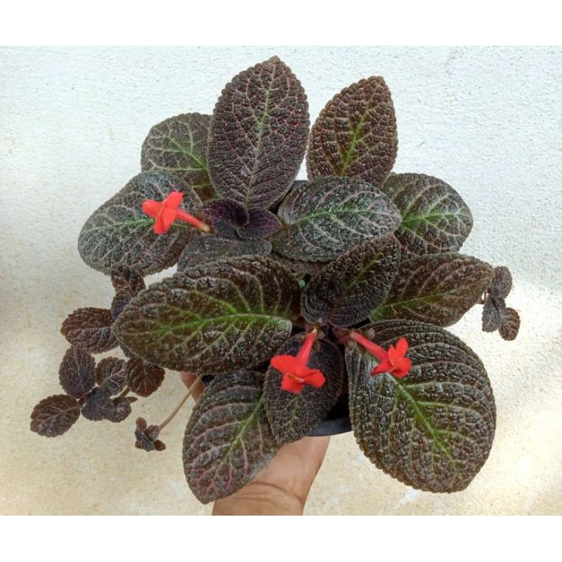 tanaman hias episcia coklat - episcia - tanaman